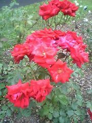 20080713-13.JPG
