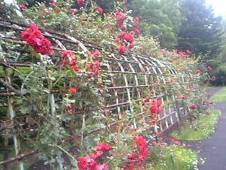 20080713-14.JPG