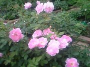 20080721-02.JPG