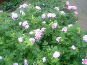 20080721-03.JPG