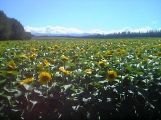20080726-01.JPG