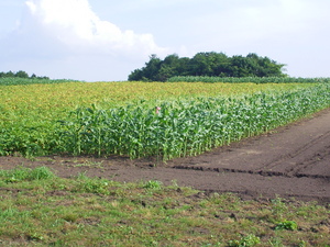 20090811-01.JPG