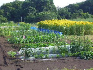 20090811-02.JPG