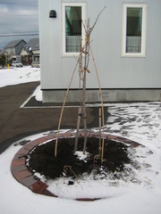 20071125-00.JPG
