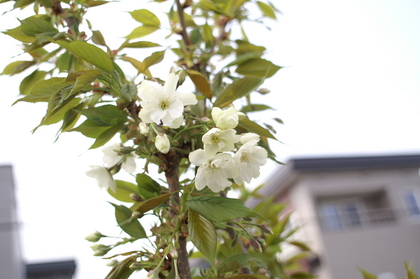 20080504-01.JPG