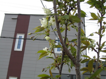 20080504-04.JPG