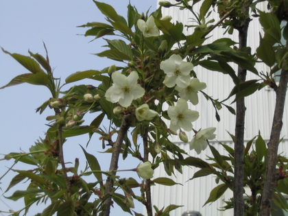 20080504-05.JPG