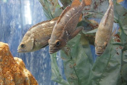 20080810-00.JPG