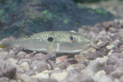 20080810-01.JPG