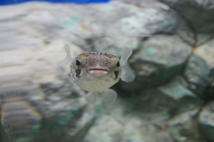 20080810-02.JPG