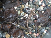 20070719-05.JPG