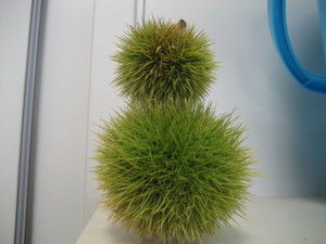 20070914-01.JPG