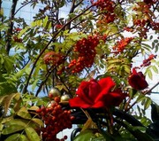 20070910-01.jpg