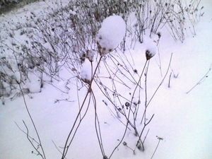 20081120-01.jpg