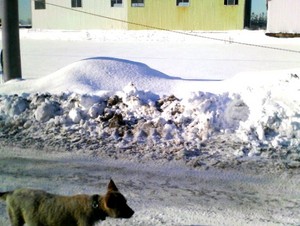 20090110-03.jpg