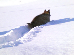 20090110-04.jpg