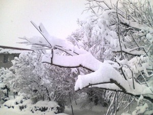 20090120-01.jpg