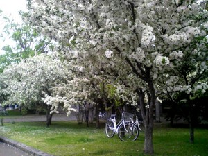 20090529-00.jpg
