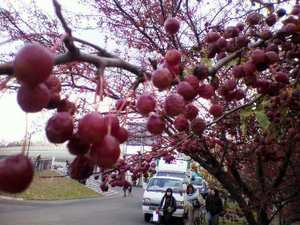 20091113-02.jpg
