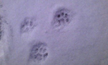 20100106-10.jpg