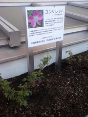 20100604-10.jpg
