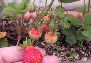 20100701-01.jpg