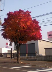 20101113-01.jpg