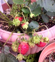 20110704-01.jpg