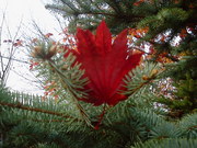 20051104-01.JPG