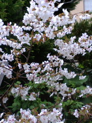 20070512-02.jpg