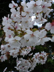 20071130-00.jpg