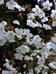 20080506-02.jpg