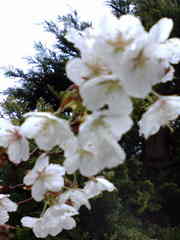 20080506-03.jpg