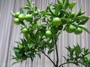 20080928-05.jpg