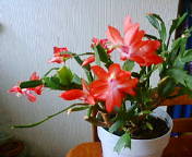 20081223-01.jpg