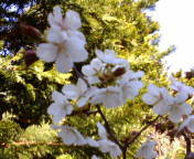 20090508-00.jpg