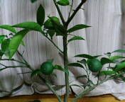 20090928-01.jpg
