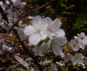 20100518-01.jpg