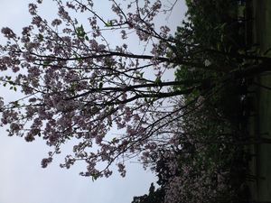 20120410-02.jpg
