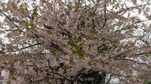 20120506-01.JPG
