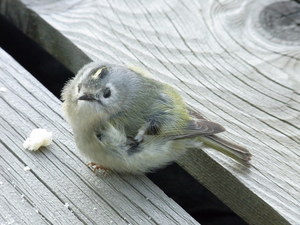 20100425-00.JPG