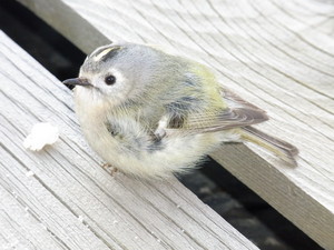 20100425-01.JPG