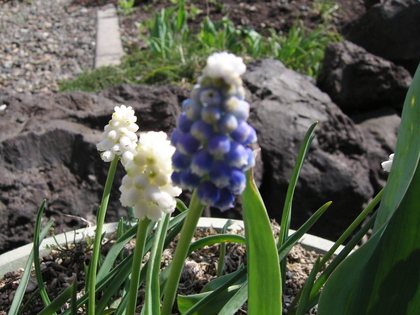 20070505-03.JPG