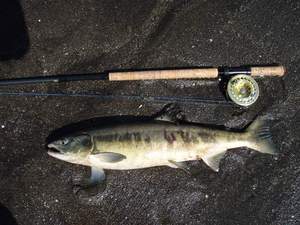 salmon