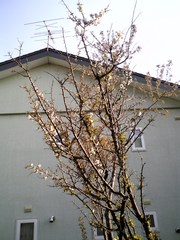 20070512-01.jpg