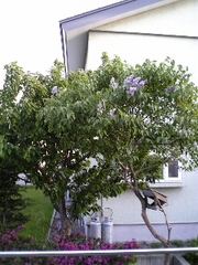 20070605-03.JPG