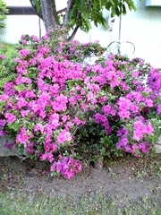20070605-04.JPG