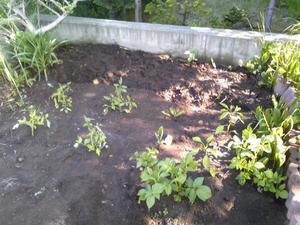 20080611-03.jpg