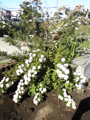 20080611-07.jpg