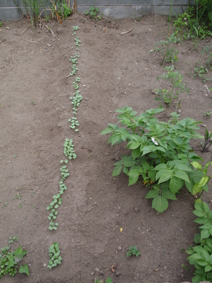20080629-05.jpg